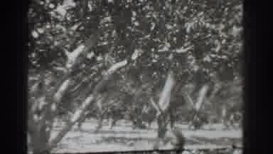 Vacaville California (1937): People Under Trees Picking Up Unseen Items Man Women