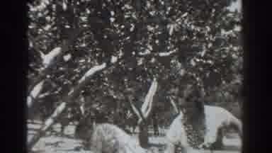 Vacaville California (1937): Forest Working Agriculture People Trees And