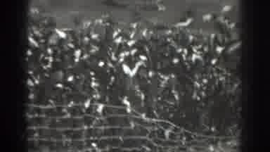 Vacaville California (1937): Woman Wearing A Hat In A Cornfield