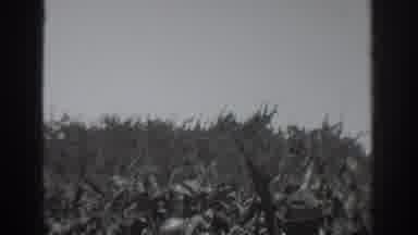 Vacaville California (1937): Two Mens With A Hat In A Plantation Pointing Out To