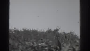 Vacaville California (1937): Breeze Runs Through Nature's Brush On A Warm