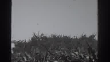 Vacaville California (1937): A Field Of Corn With Two Men Gathering Crops Together