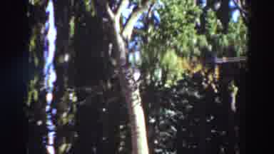 Virginia City California (1937): Large Trees In A Dense Forest It Seems To Have No