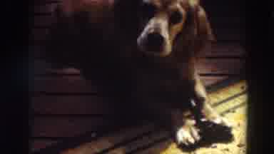 Virginia City California (1937): Small Brown Dog Lying On Floor And Rug Holds Chew