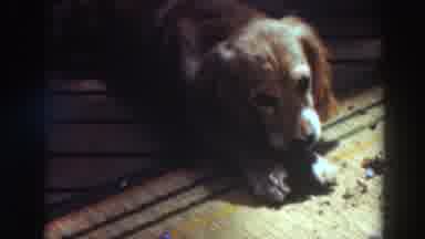 Virginia City California (1937): A Light Brown Dog Is Chewing A Ball On A Carpet