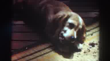 Virginia City California (1937): Domestic Dog Chewing Food On Carpet Dirty Sudden