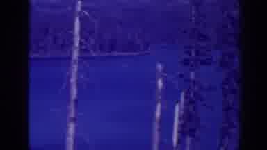 Bucks Lake California (1938): View Of Blue Mountain Lake And Trees On A Clear