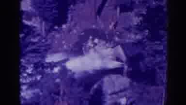 Bucks Lake California (1938): View Of Water Spewing Past Trees On A Clear Day