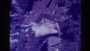 Bucks Lake California (1938): Water Being Ejected Out At A High Rate From A