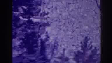 Bucks Lake California (1938): Black And White Footage Of Trees And Leaves Panning