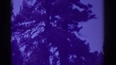 Bucks Lake California (1938): Purple Color Video Of Tree