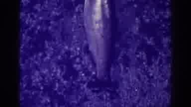 Bucks Lake California (1938): Rear Three-Quarters Of A Fish Dead Or Dying On The