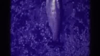 Bucks Lake California (1938): Family Fishing Trip And Display Of Unknown Fish At