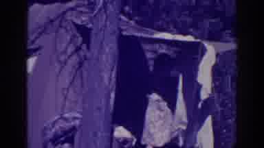 Bucks Lake California (1938): Woman Removing White Object From Tent On A Sunny Day