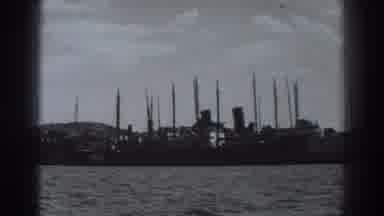 Fort Ross California (1938): Peacock Bird Free Roaming Zoo Grounds Showing Plumage