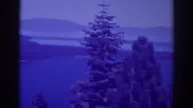 Lake Tahoe California (1938): Picture Of A Pine Forest A Lake Surrounded By