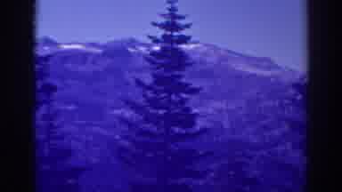 Lake Tahoe California (1938): View Of Snow Covered Trees On A Cloudy Winter Day