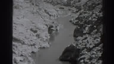 Oroville California (1938): View Of River Rocks And Trees On A Bright Sunny Day