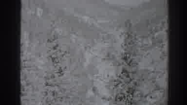 Oroville California (1938): Serene Valley With Beautifully Rounded Clumped Pines