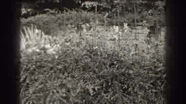 Cumberland Maryland (1938): Cherub Fountain Enclosure Surrounded By Landscaping