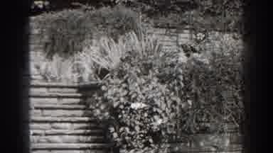 Cumberland Maryland (1938): Flower Steps Park Bushes Leaves Stone Walkway Path