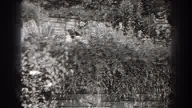 Cumberland Maryland (1938): View Of Trees By Quiet Pond On A Clear Day