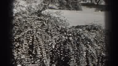 Cumberland Maryland (1938): Woman Wearing Black Swimwear Sits Near Large Bushes On