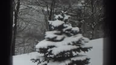 Martinsburg West Virginia (1938): A Tree Covered By Snow