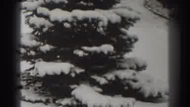 Martinsburg West Virginia (1938): Trees After A Snowfall