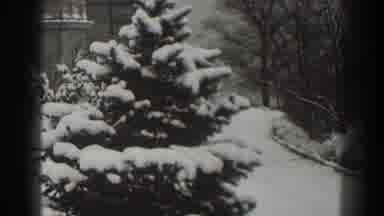 Martinsburg West Virginia (1938): Archaic Clip Of A Plant Habitat Growing In The