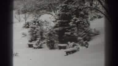 Martinsburg West Virginia (1938): View Of Snow Covered Pine Trees On A Clear