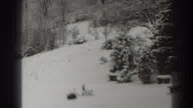 Martinsburg West Virginia (1938): Snow Covered Forest Clearing