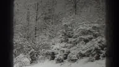 Martinsburg West Virginia (1938): Snow Covered Forest During The Christmas Season