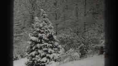 Martinsburg West Virginia (1938): Snow In Pine Trees Ground And Trees Without