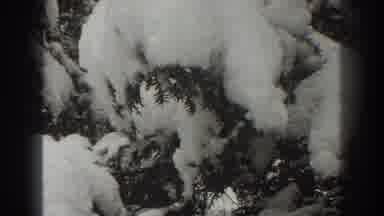 Martinsburg West Virginia (1938): All Of This Heavy Snow That Fell On The Trees