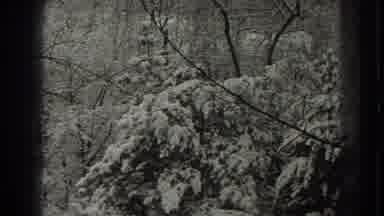 Martinsburg West Virginia (1938): Close Plan Of A Forest With Snow On Tree