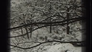 Martinsburg West Virginia (1938): Tree Trunks Wrapped in Snow