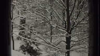Martinsburg West Virginia (1938): Pine Tree Without Leaves Ideal For An Indoor