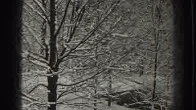 Martinsburg West Virginia-1938: Trees And Grass In Uninhabited Forest Coated In Snow
