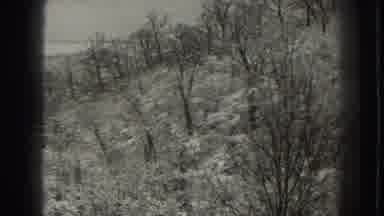 Martinsburg West Virginia (1938): A Video Of Trees In The Jungle