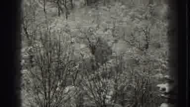 Martinsburg West Virginia (1938): Trees In The Jungle Covered With White Snow