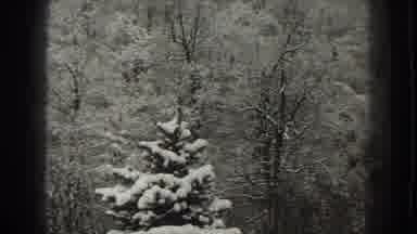 Martinsburg West Virginia (1938): Bushes And Trees Growing In The Middle Of