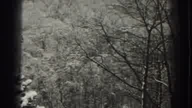 Martinsburg West Virginia (1938): Some Trees With Leaves And Some Trees Without