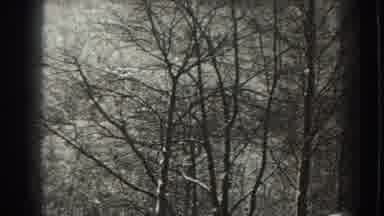 Martinsburg West Virginia (1938): Skeleton Trees In The Forest In Grey Scale