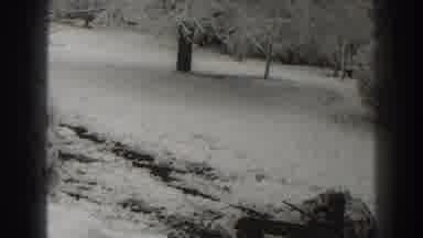 Martinsburg West Virginia (1938): Child Playing In The Snow Snow Covered Trees In