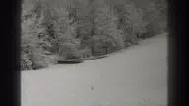 Martinsburg West Virginia (1938): Forest Images Full Of Pine Trees And Lots Of