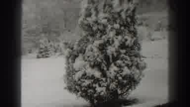 Martinsburg West Virginia (1938): Pine Tree Outside Covered In Snow And The Snowy