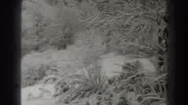 Martinsburg West Virginia (1938): A Snowy Tree Being Captured And Displayed By The