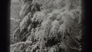 Martinsburg West Virginia (1938): Snow On A Tree In The Woods