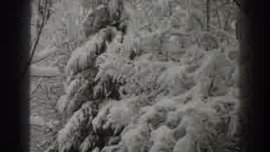Martinsburg West Virginia (1938): Snow Covered Tree Branches In Black And White
